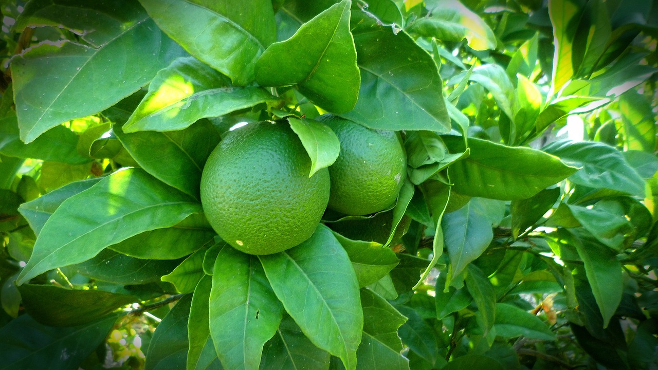 Image - lemon tree lime green nature
