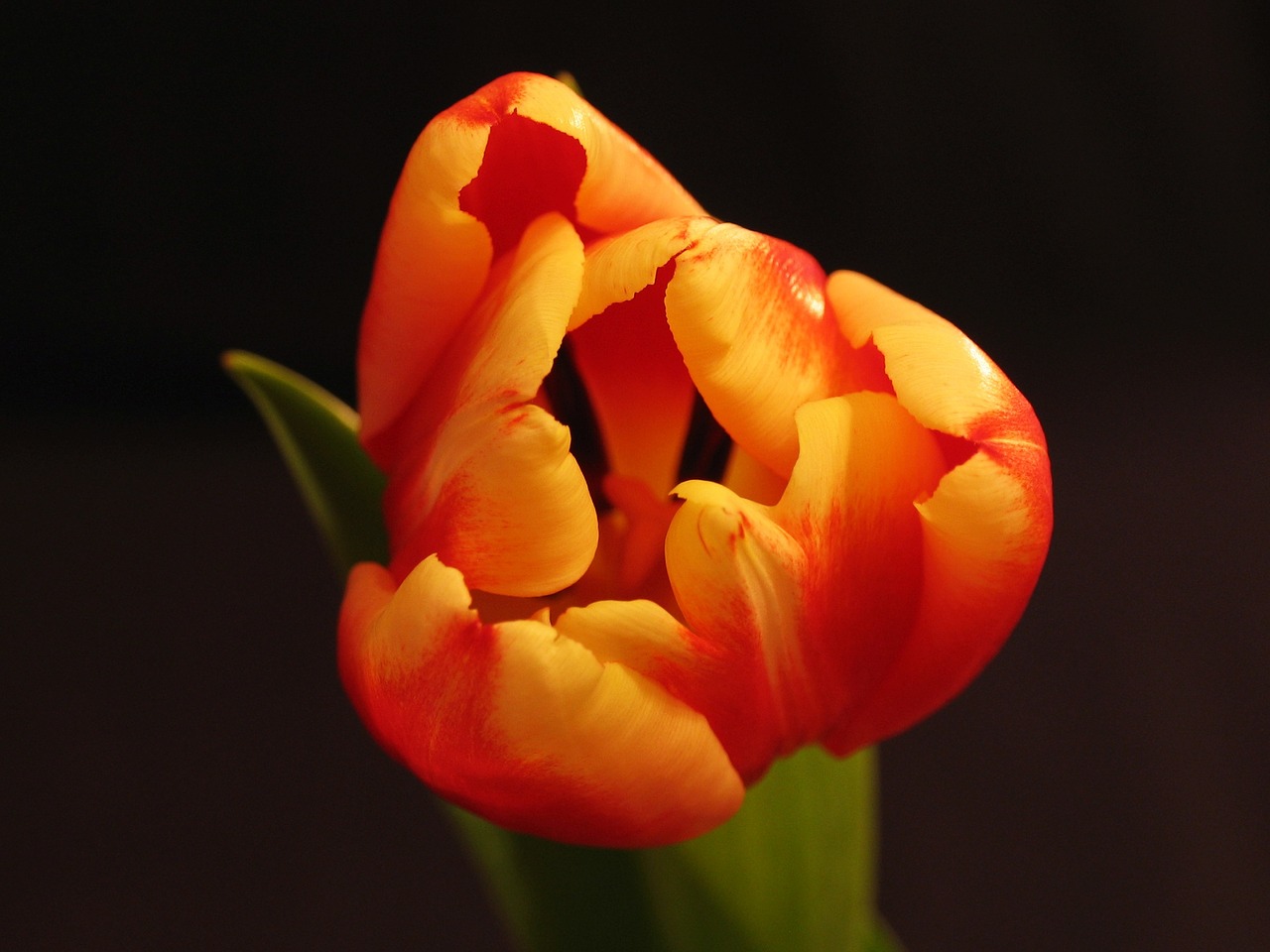 Image - plant flower tulip nature flowers