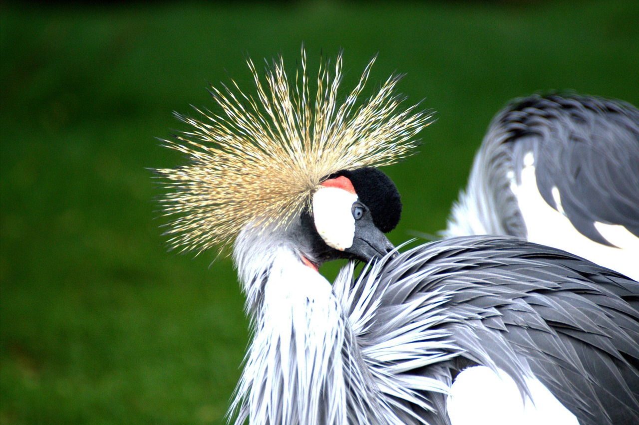 Image - grey crowned crane