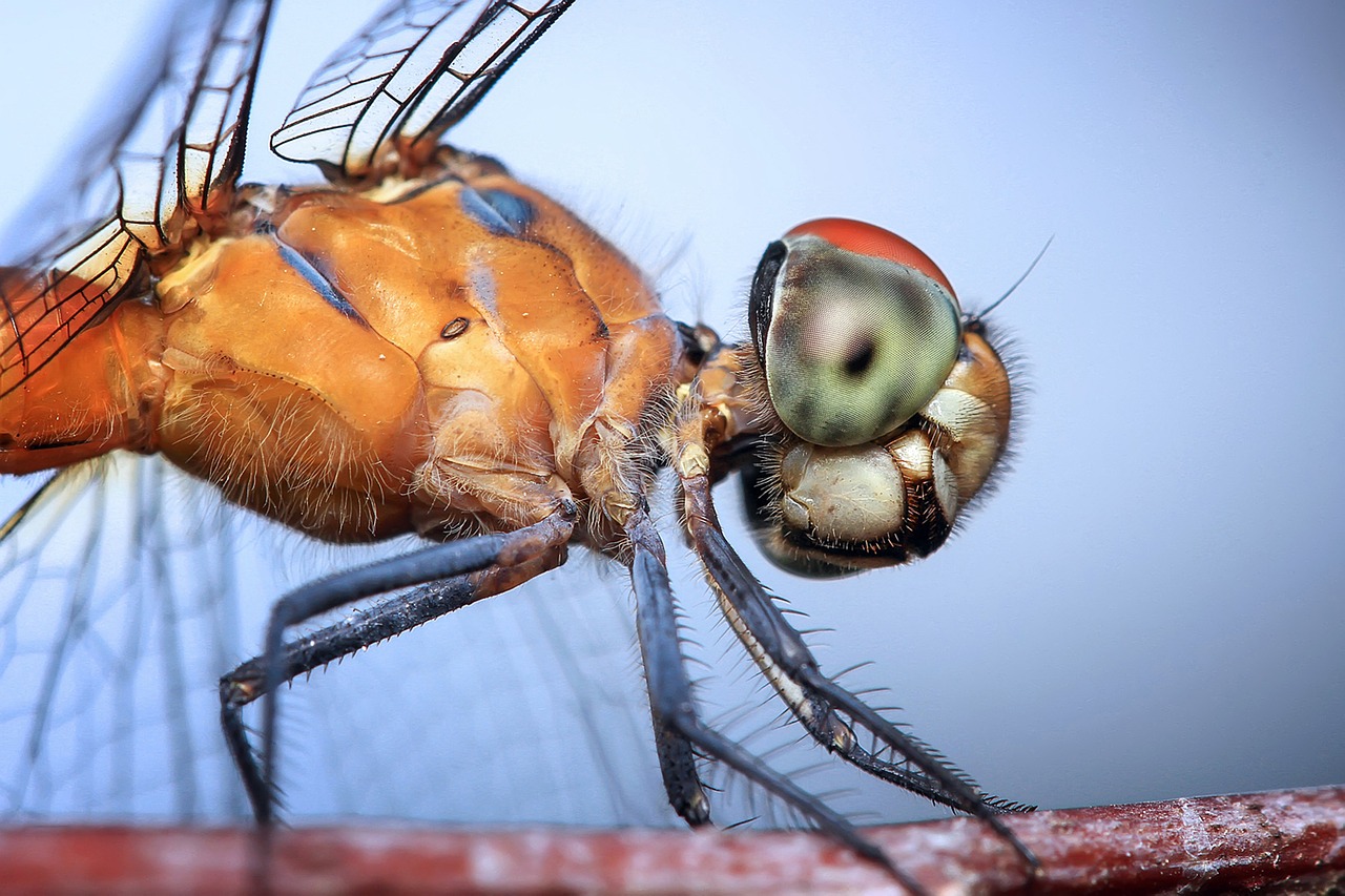 Image - dragonfly insect odonata macro