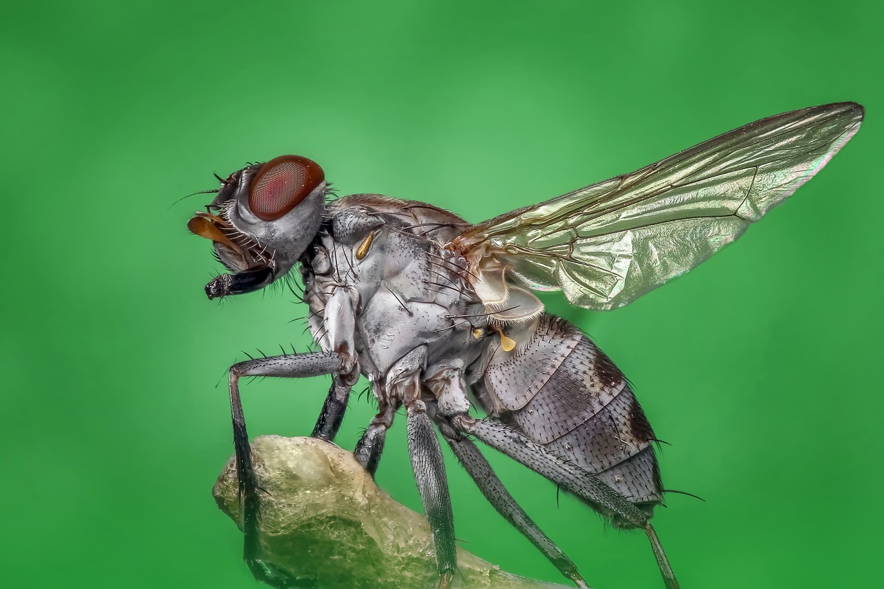 Image - housefly fly macro insect nature