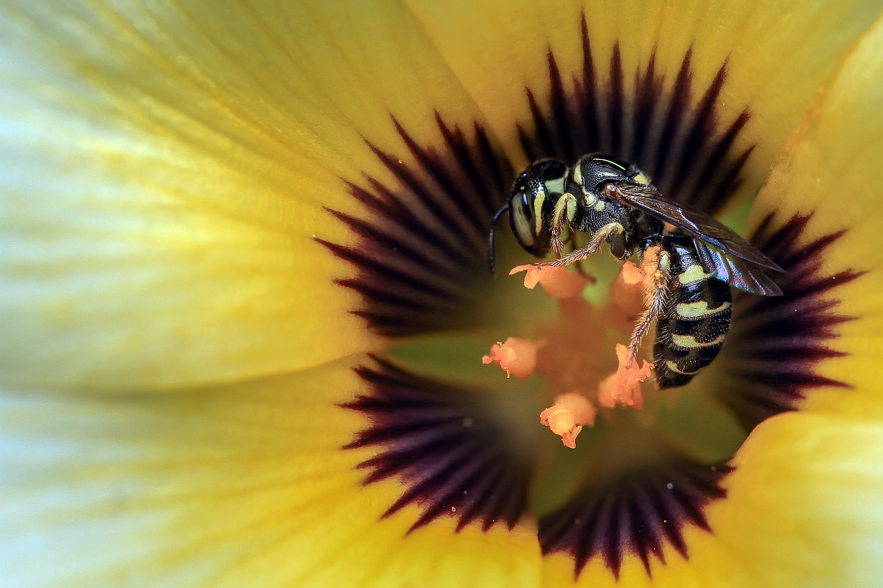 Image - wasp yellow insect macro nature