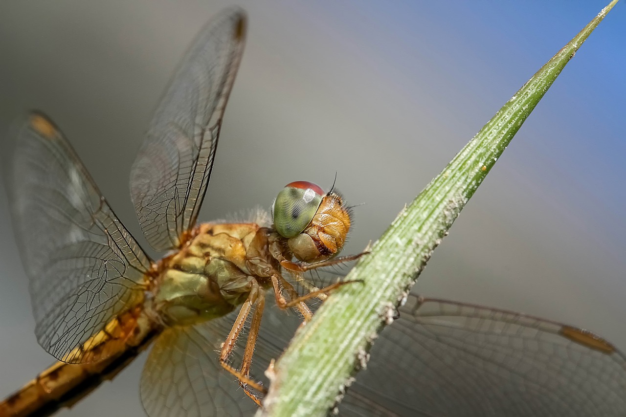 Image - dragonfly insect macro nature