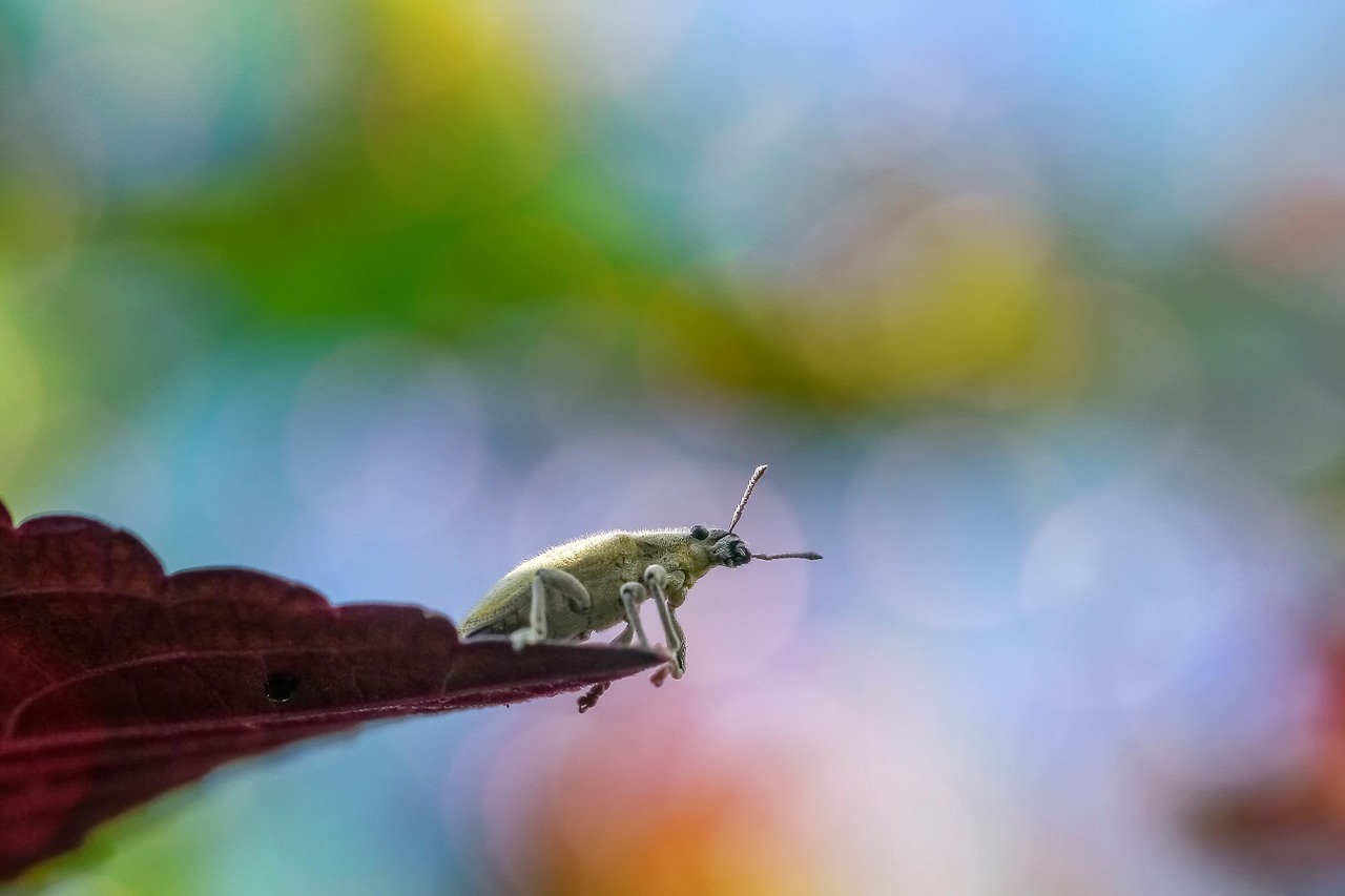 Image - insect bug macro animal nature