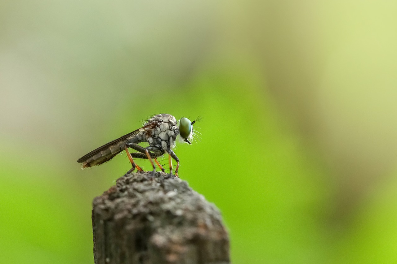 Image - robberfly insect macro animal