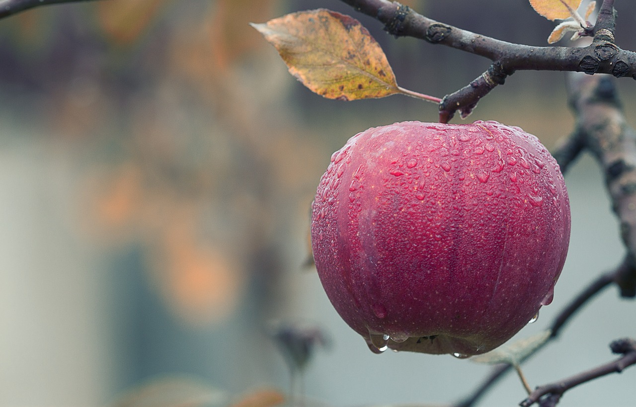 Image - apple fall juicy food autumn