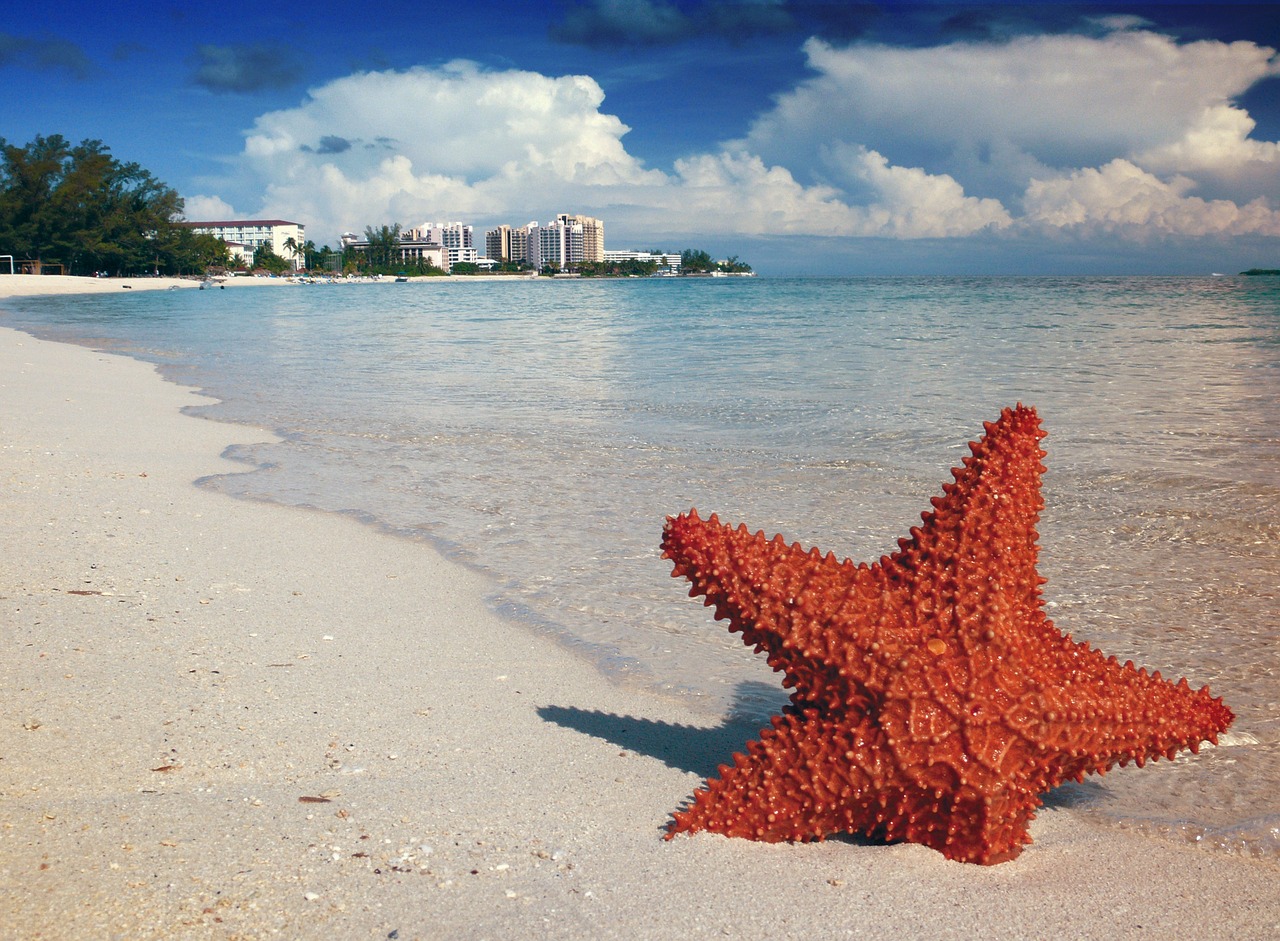 Image - starfish sand bahamas nassau sea