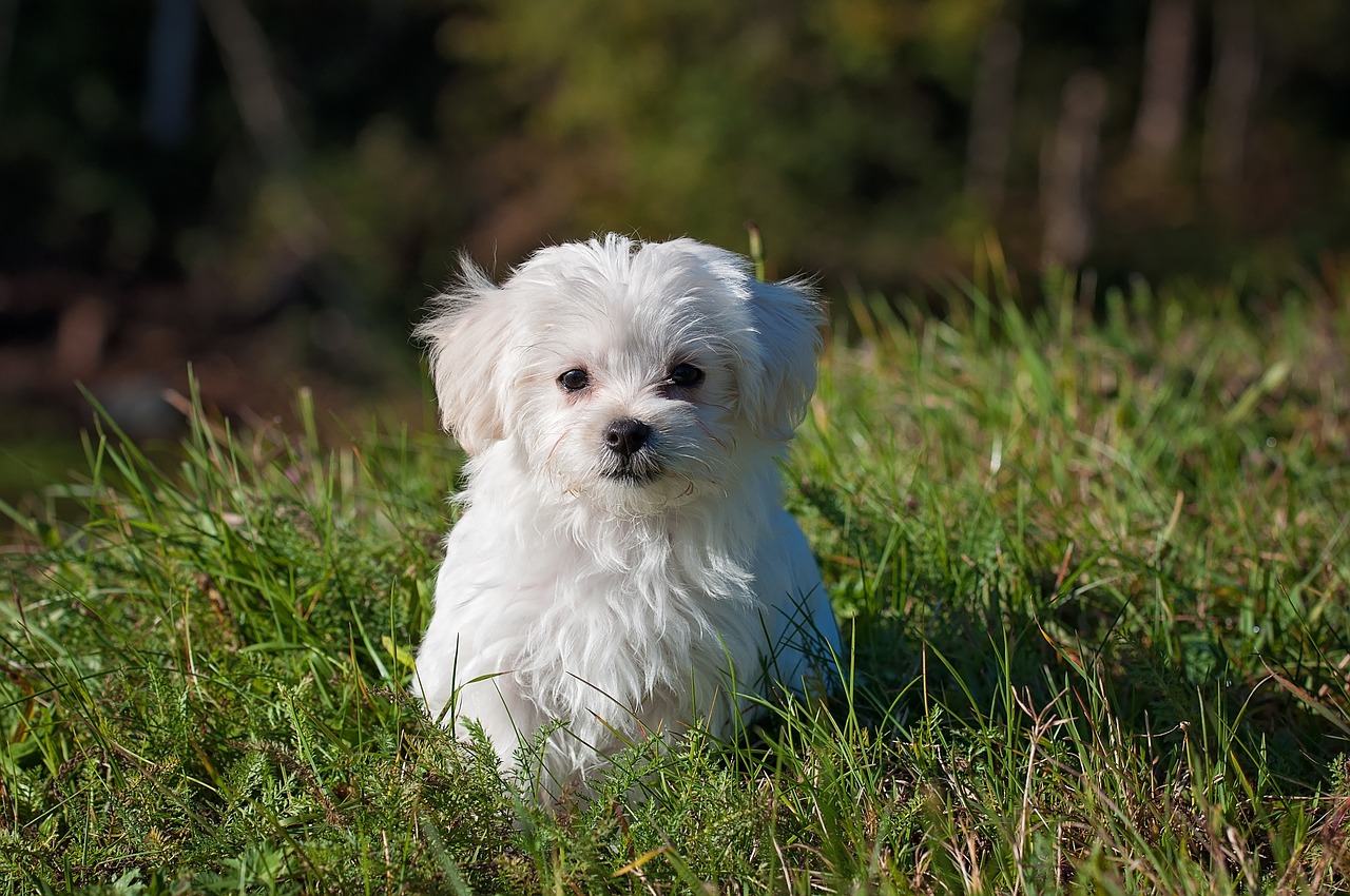 Image - dog young dog small dog maltese
