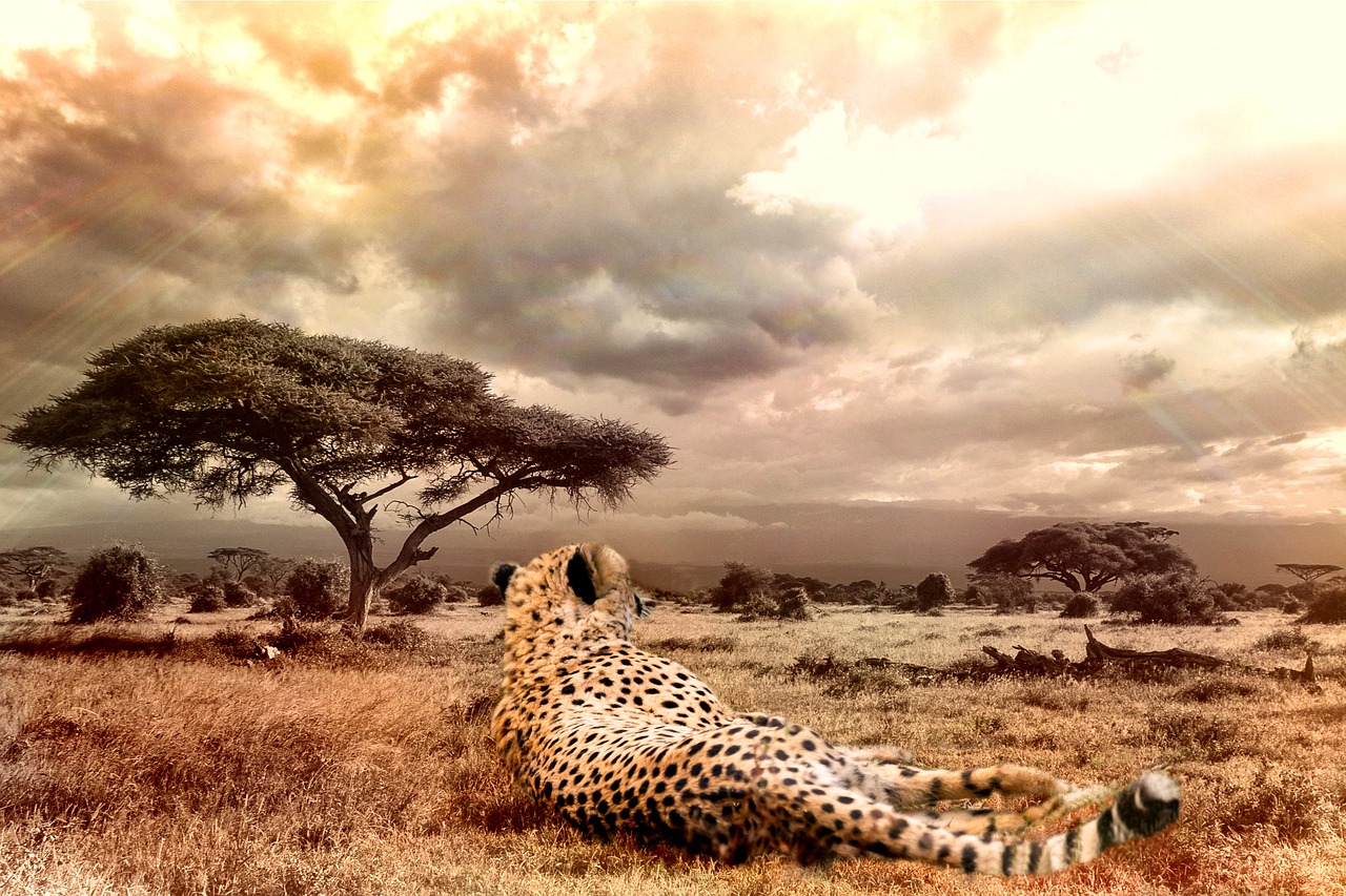 Image - cheetah big cat wildlife