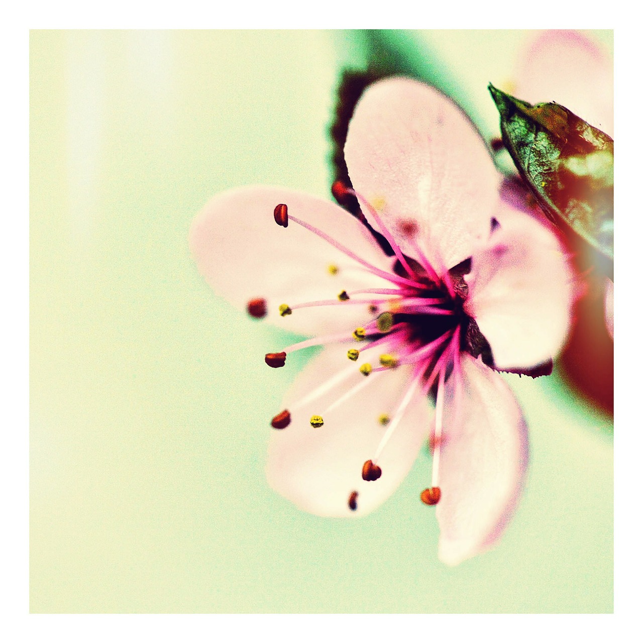 Image - cherry blossom