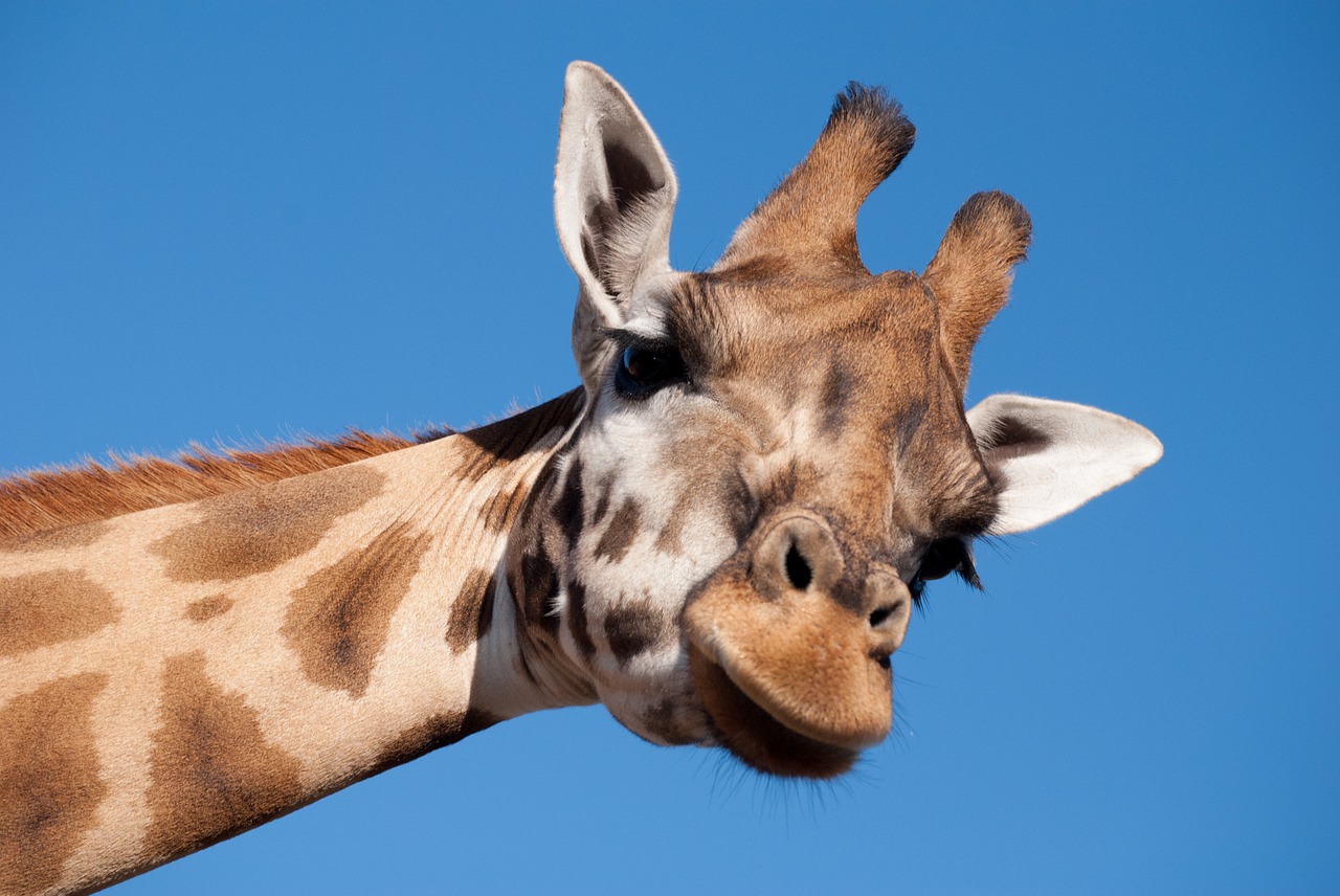 Image - giraffe long neck zoo animal