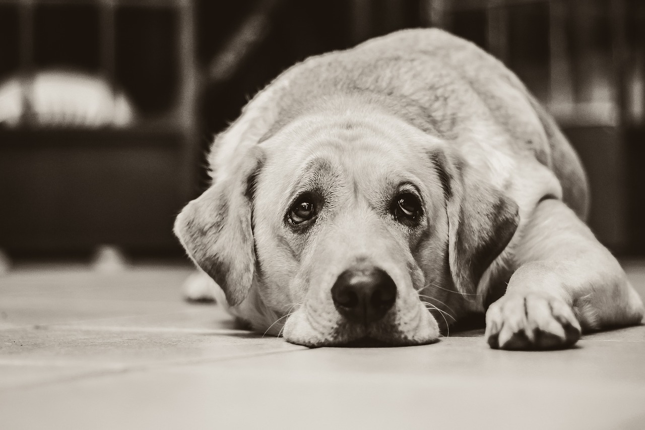 Image - dog labrador black and white sad