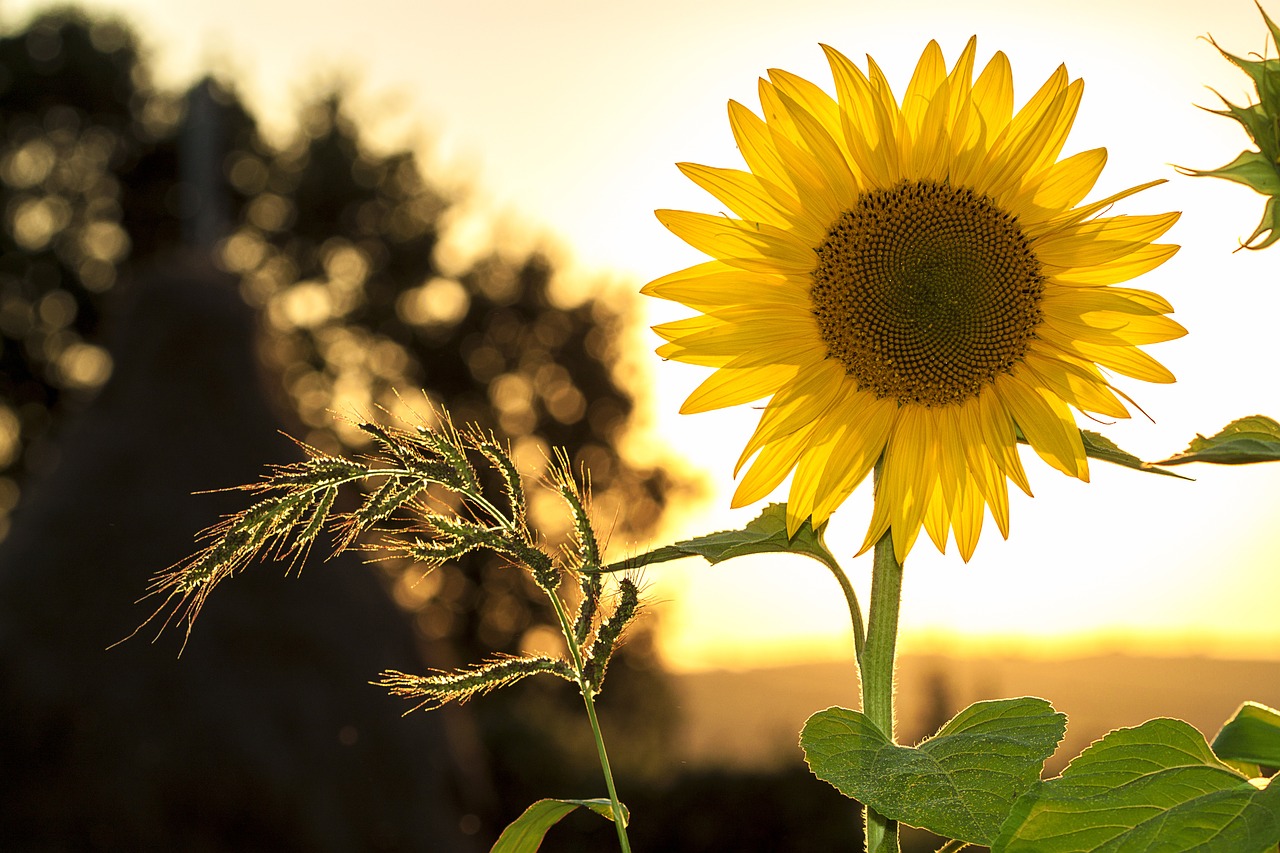 Image - sunflower sun summer yellow nature