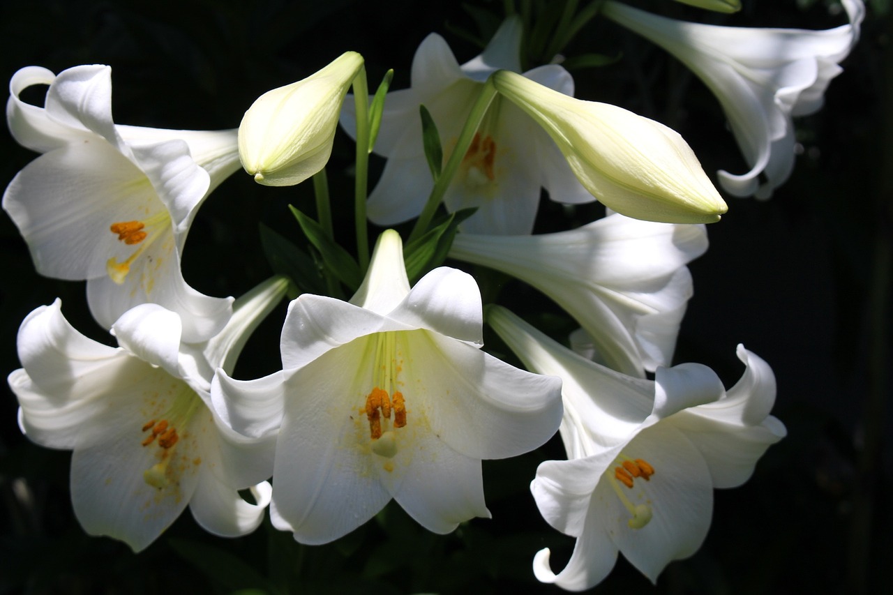 Image - flowers lilies bunch blossom white