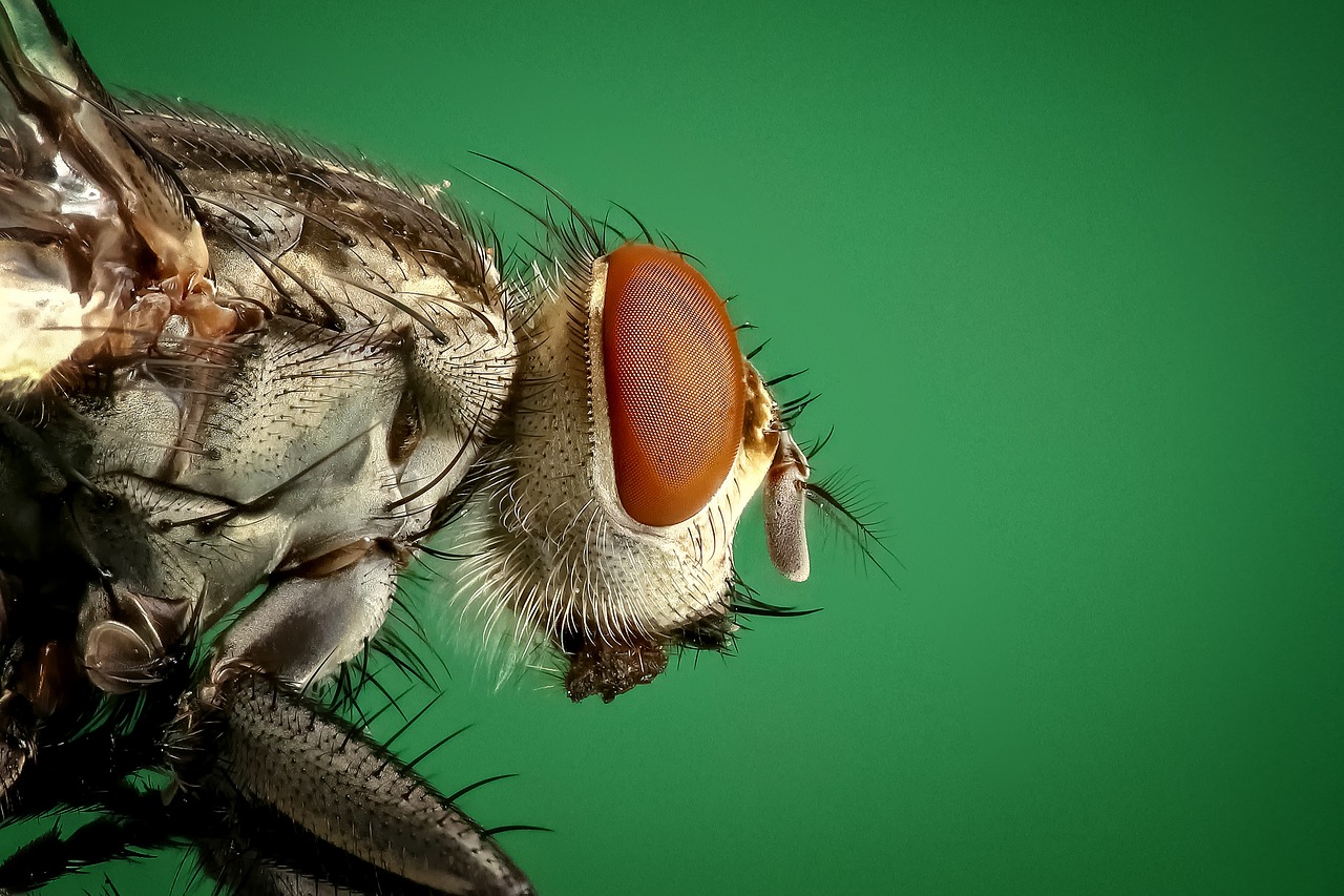 Image - housefly fly insect macro pest