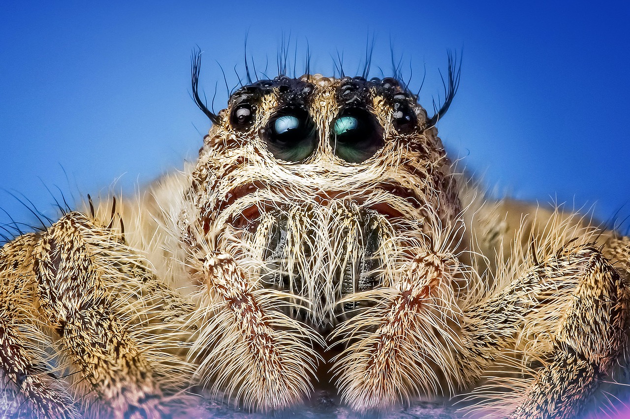 Image - jumping spider spider insect macro