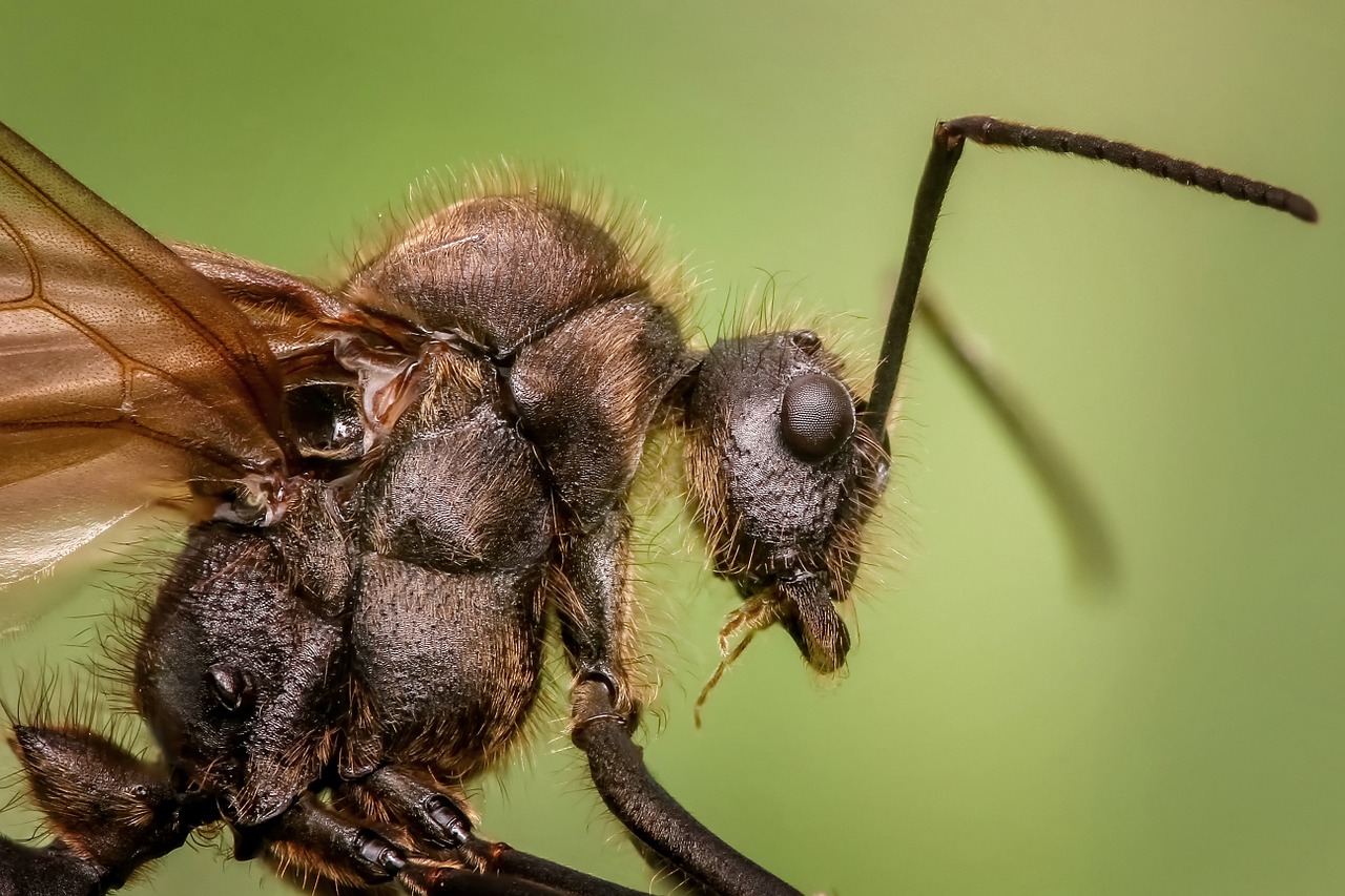 Image - ant macro animal insects small