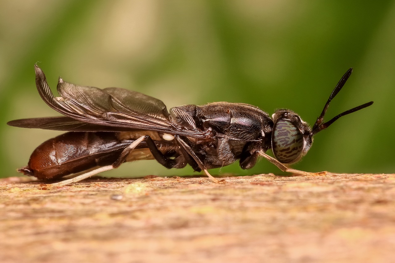 Image - soldier fly fly insect macro