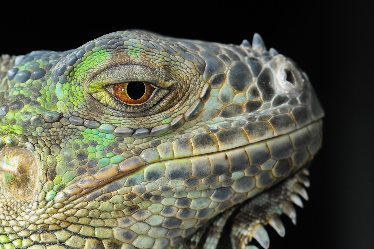 Image - the lizard iguana gad dragon