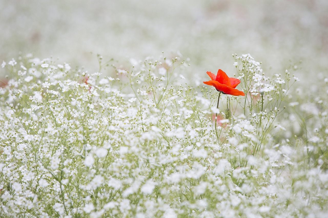 Image - poppy gypsophila elegans red color