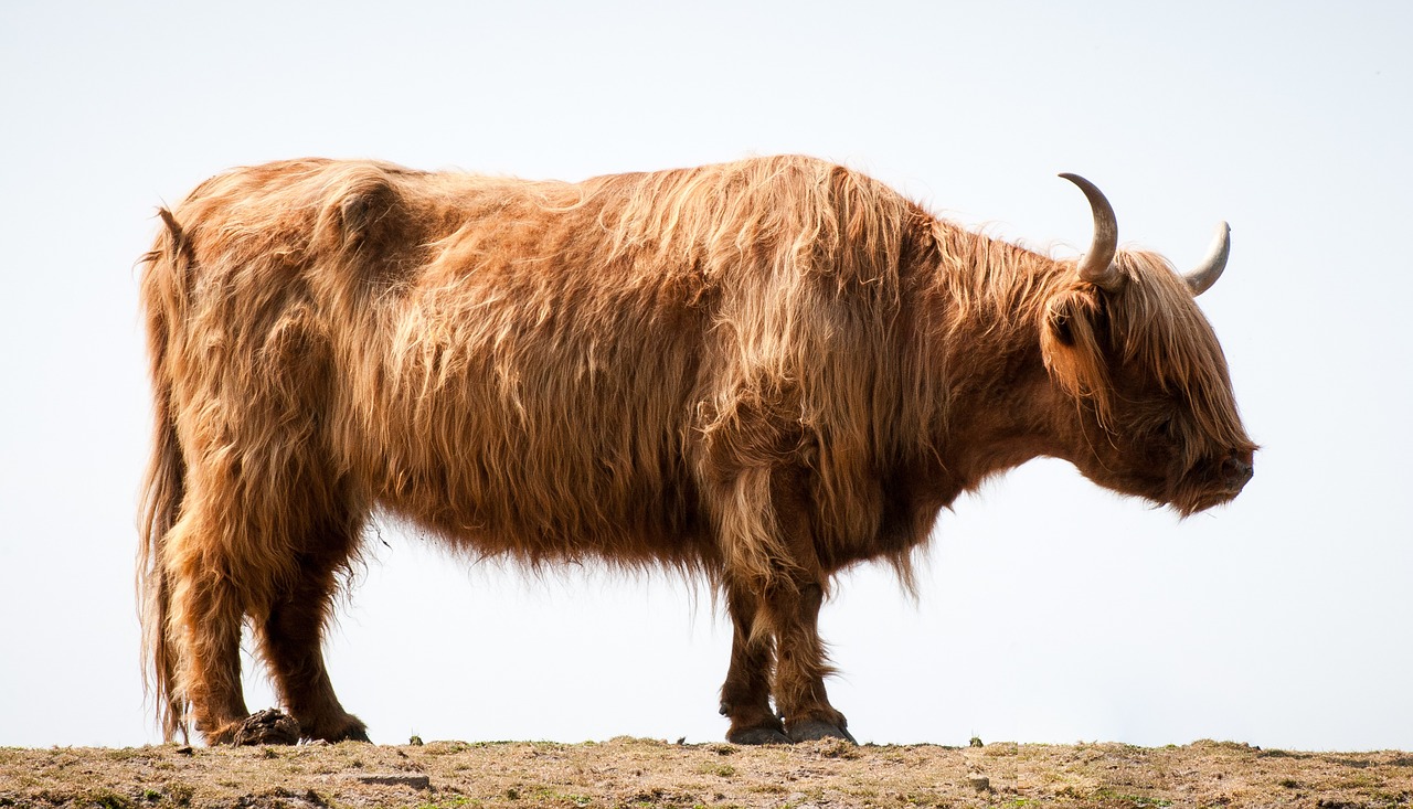 Image - highlander bull ox cattle animal