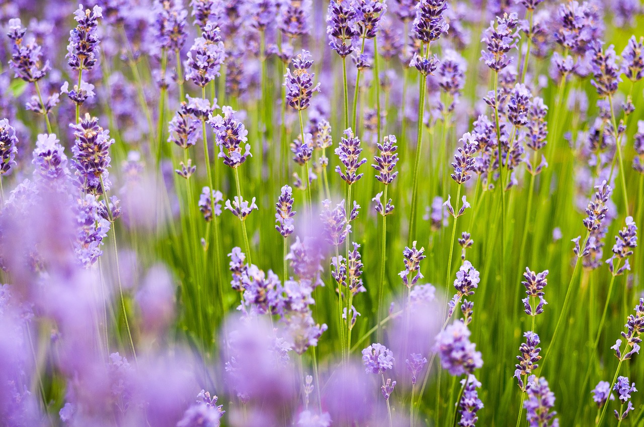 Image - lavender background purple spring