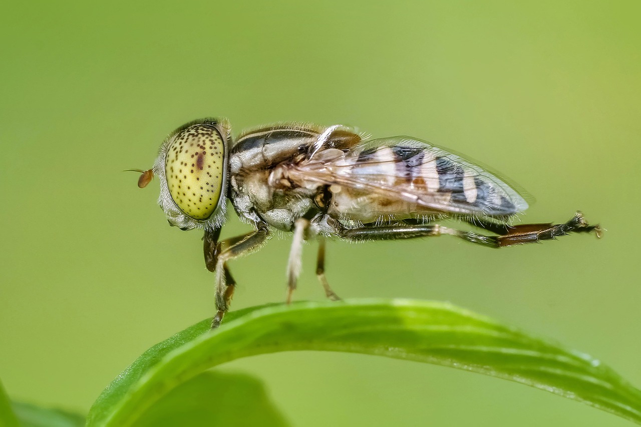 Image - insect macro fly animal nature