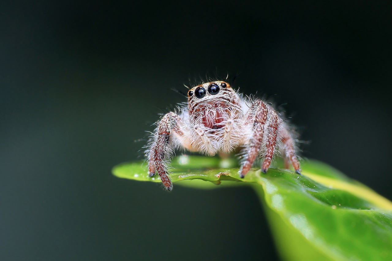 Image - jumping spider spider insect macro