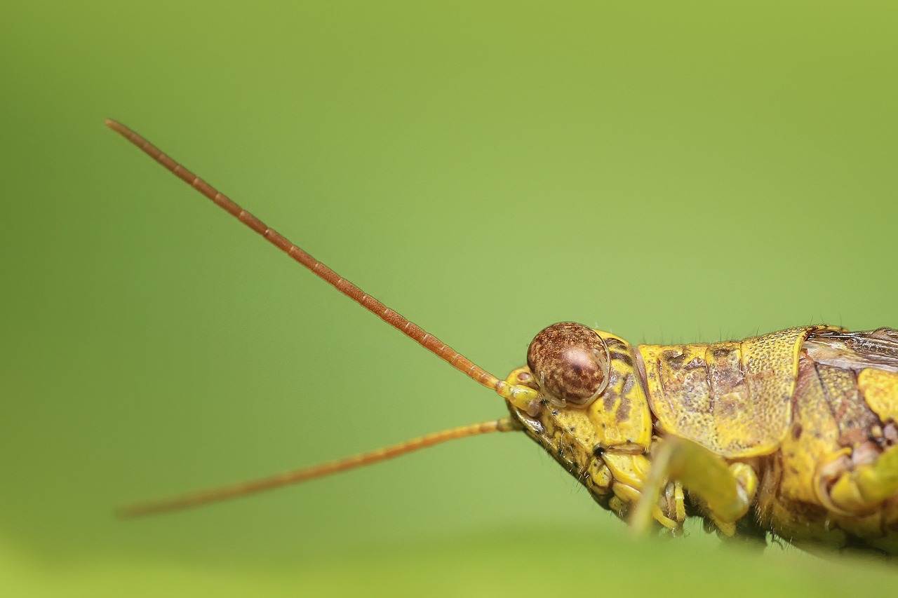 Image - grasshopper insect macro green