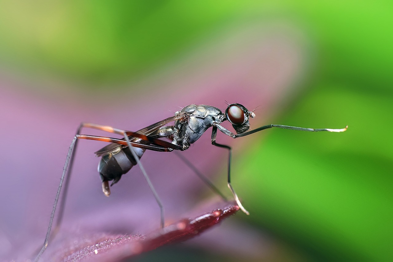 Image - insect macro animal fly wildlife