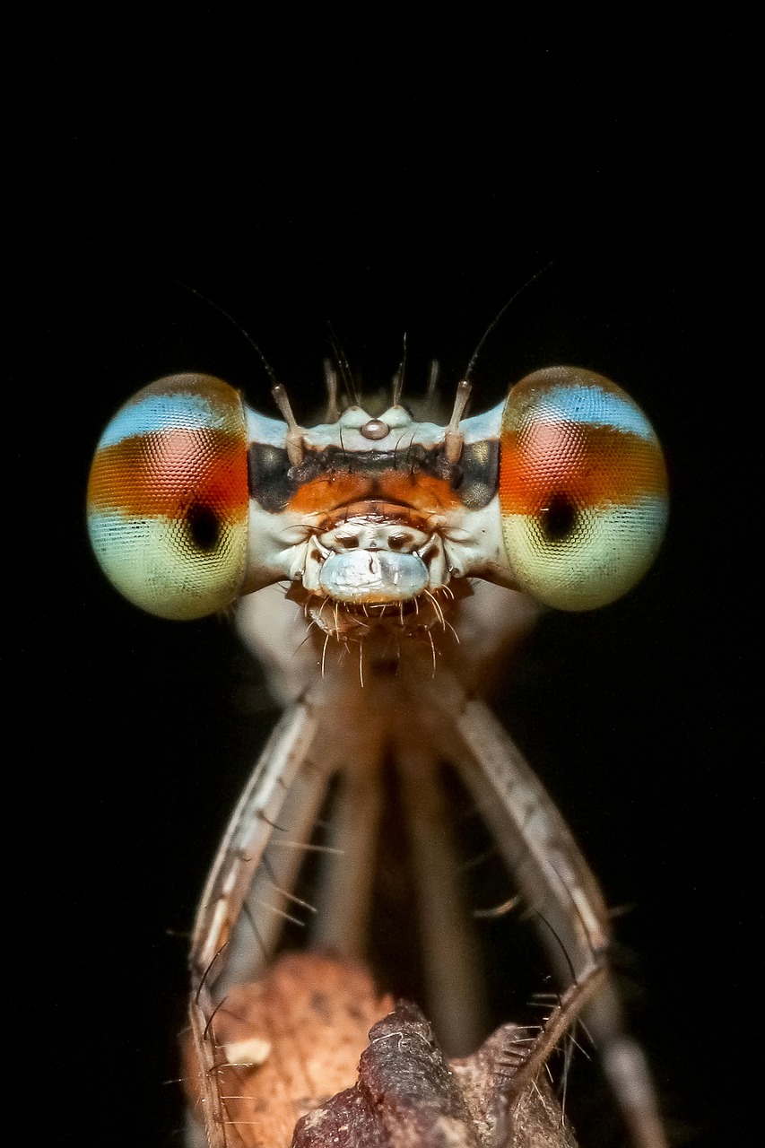 Image - damselfly odonata insect macro