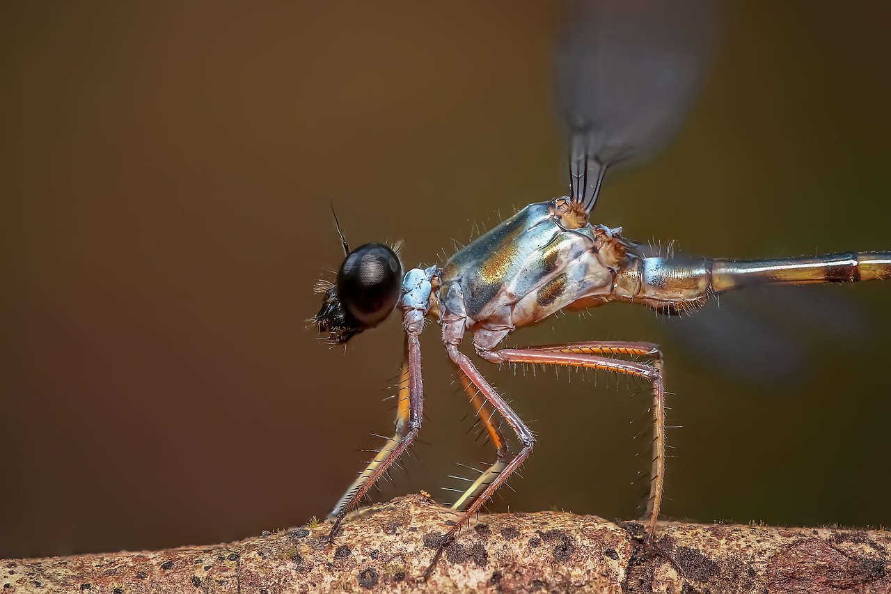 Image - damselfly insect odonata macro