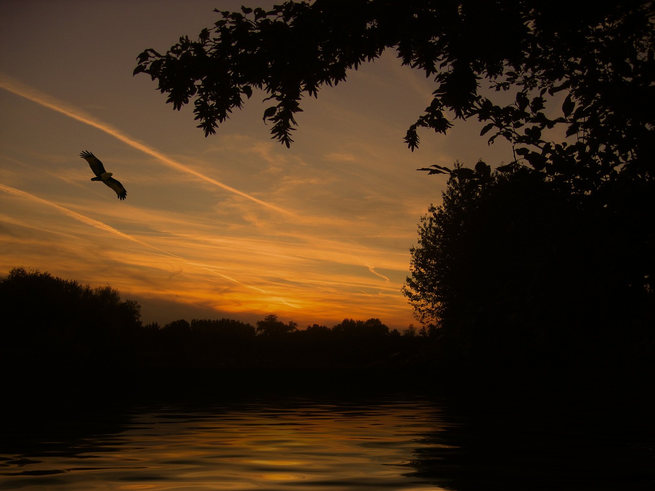 Image - sunset lake mirroring wave bird