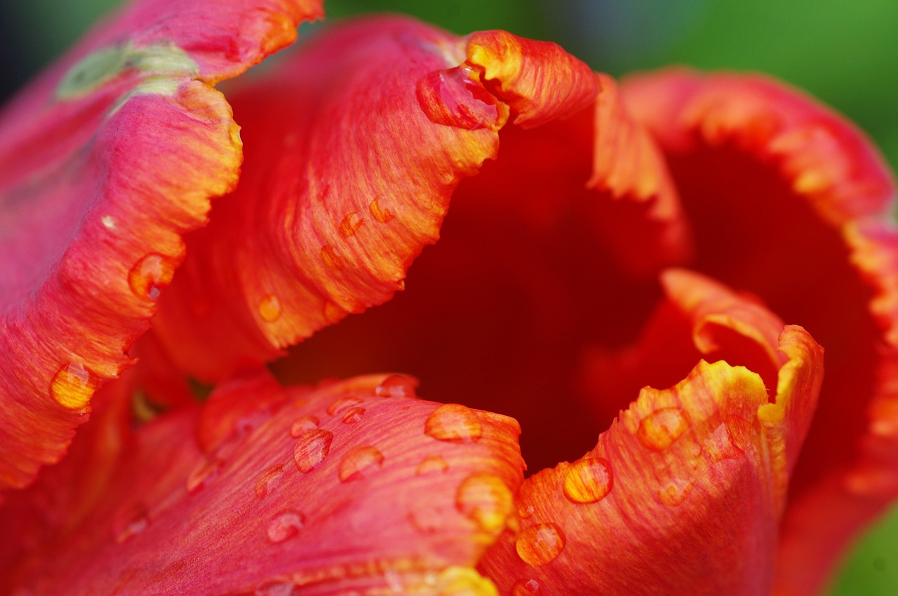 Image - plant blossom bloom macro nature