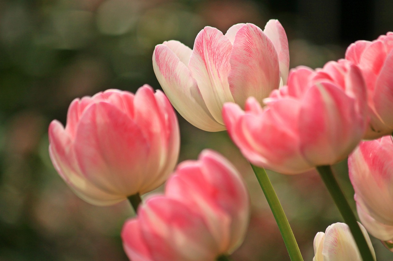 Image - tulips flowers spring plant flora