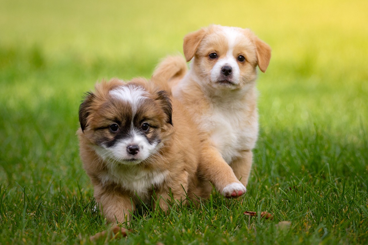 Image - animal pet dog small baby animal