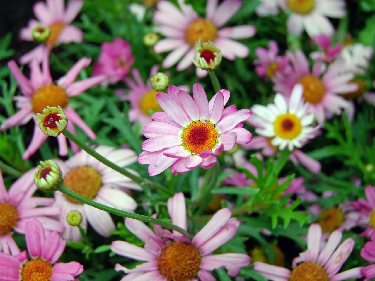 Image - flowers pink daisy nature