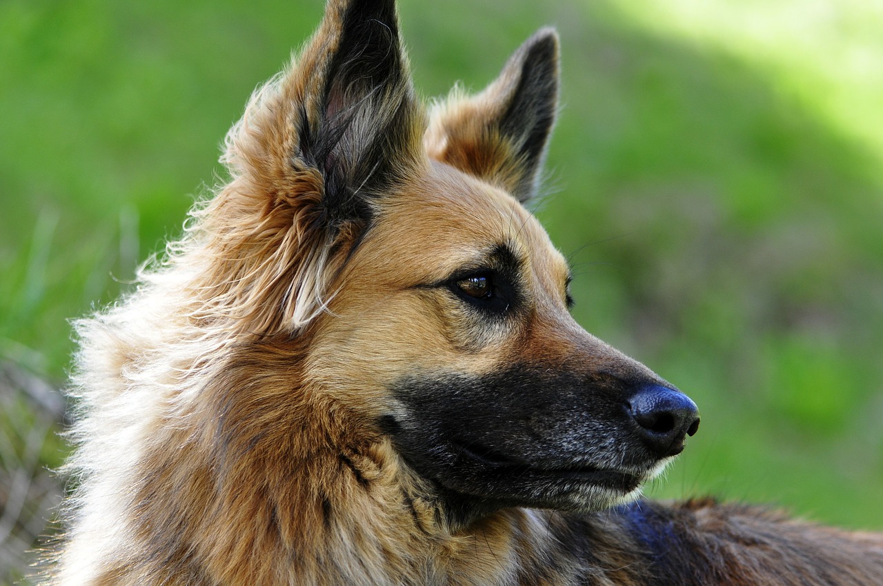 Image - dog animal bitch hybrids dogs