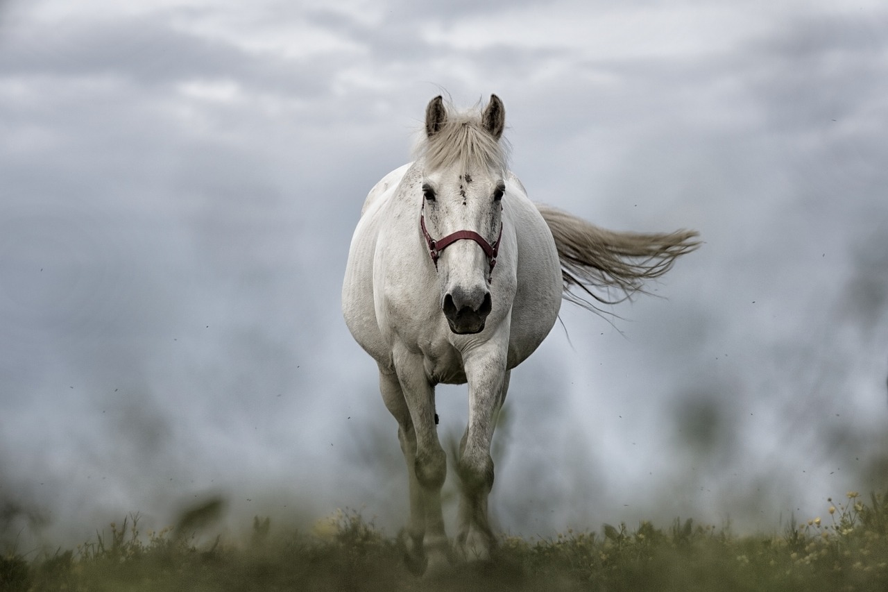 Image - white horse horse horses animals