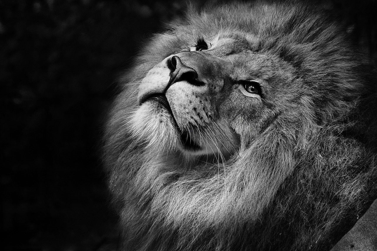 Image - feline lion tawny african zoo