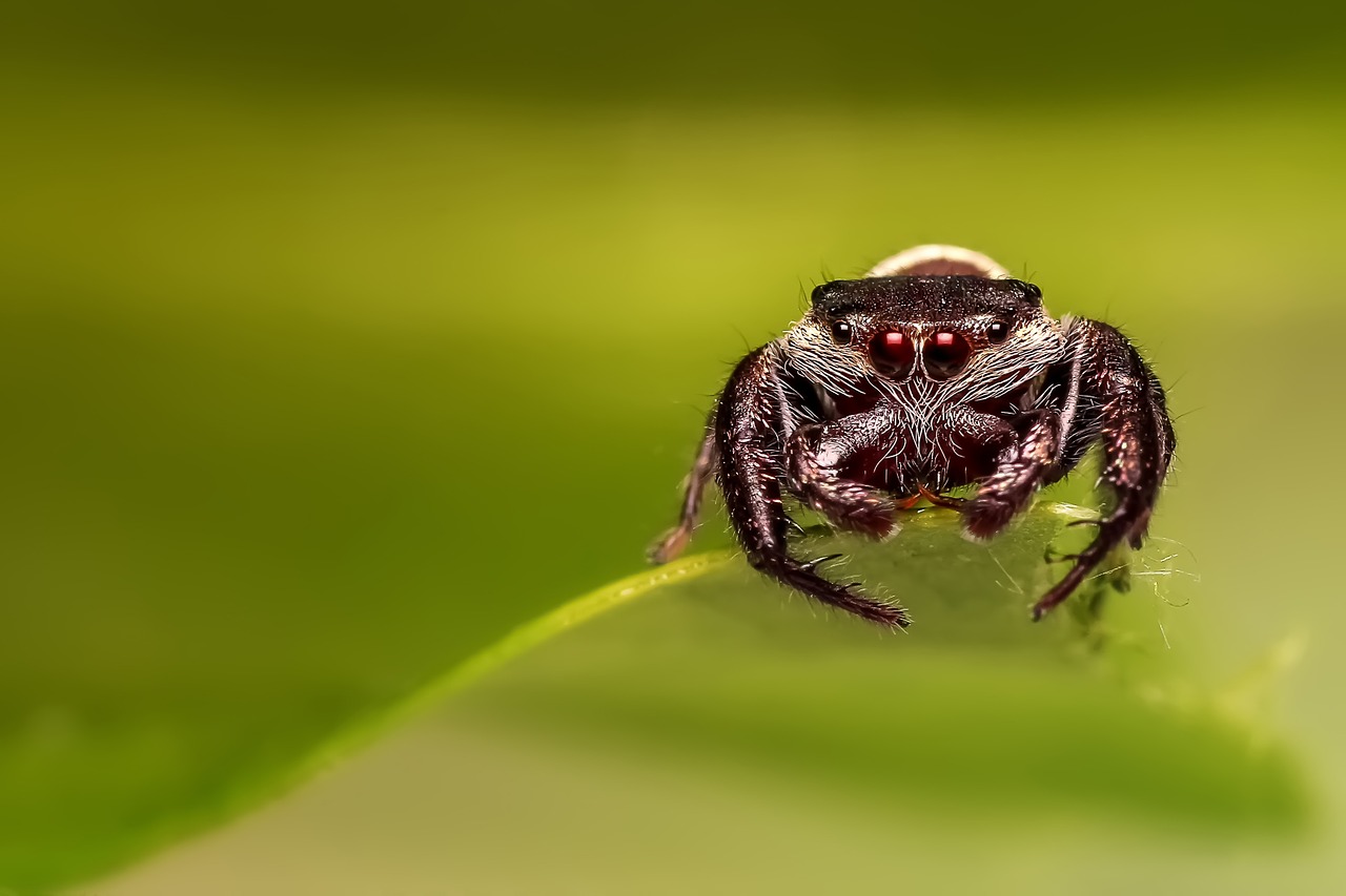 Image - jumping spider spider insect macro