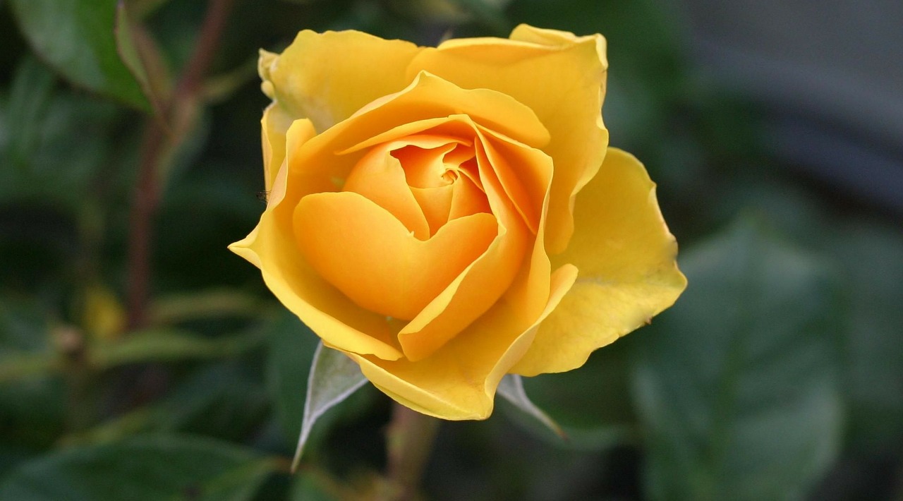 Image - rose flower yellow yellow rose