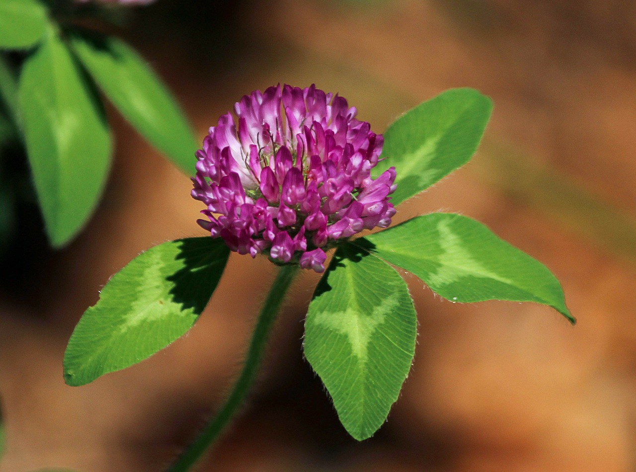 Image - red clover flower trifdium pratense