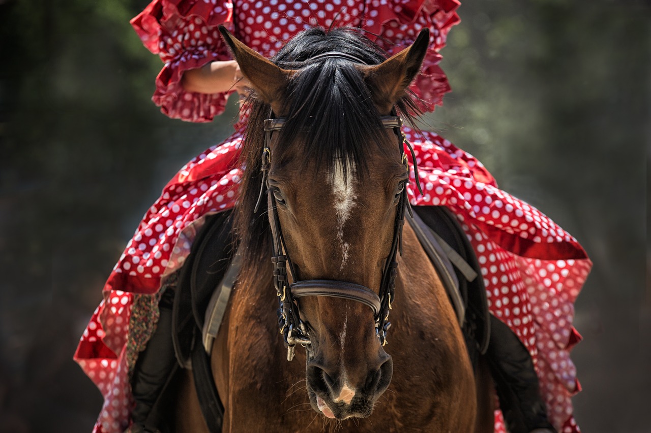 Image - horse horse show horse head