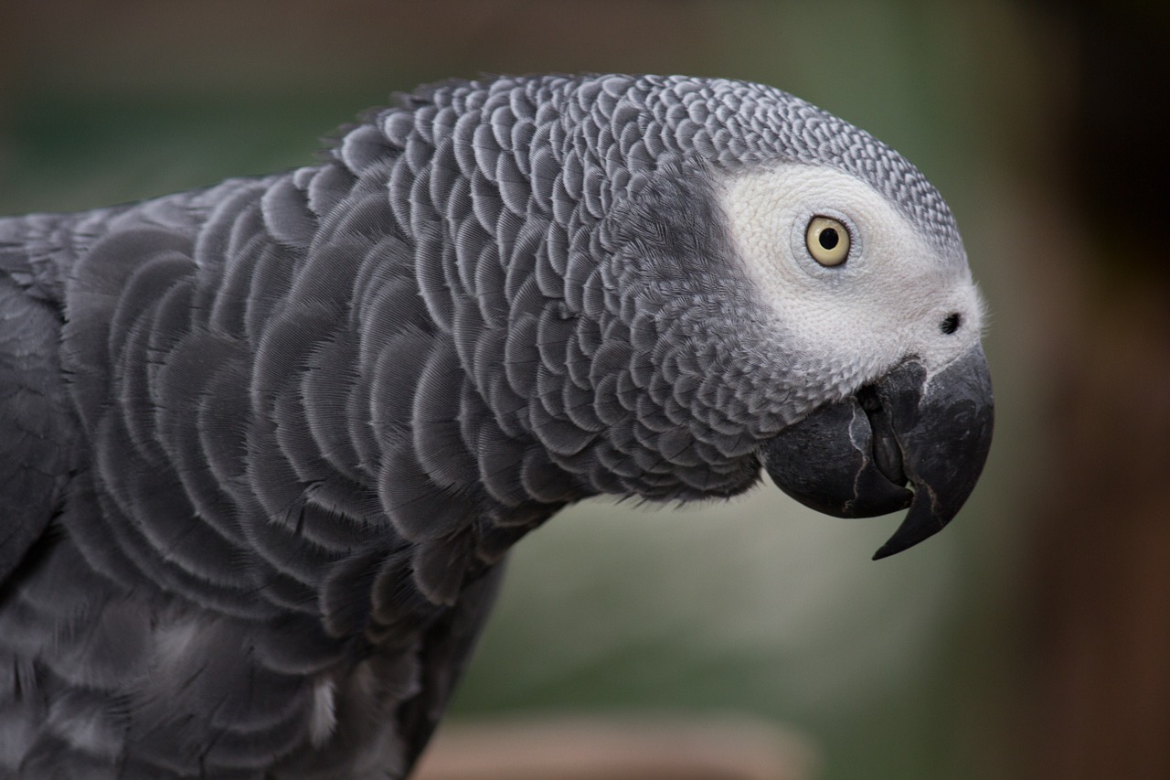 Image - grey parrot african grey parrot