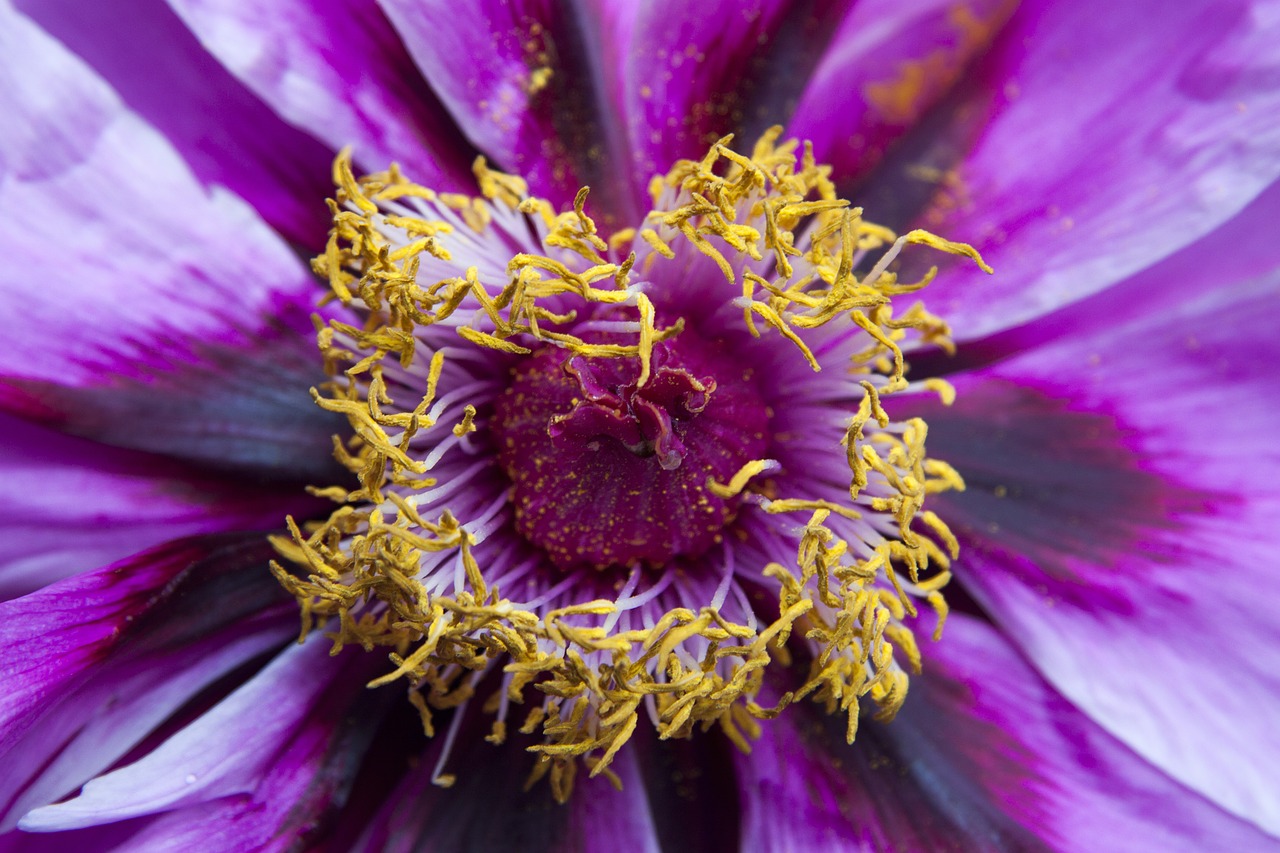 Image - peony flower nature flora spring