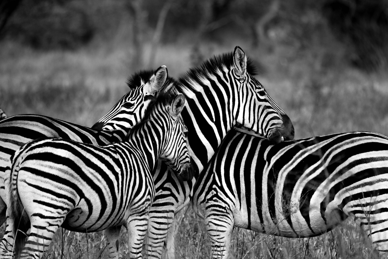 Image - zebra wildlife africa animal