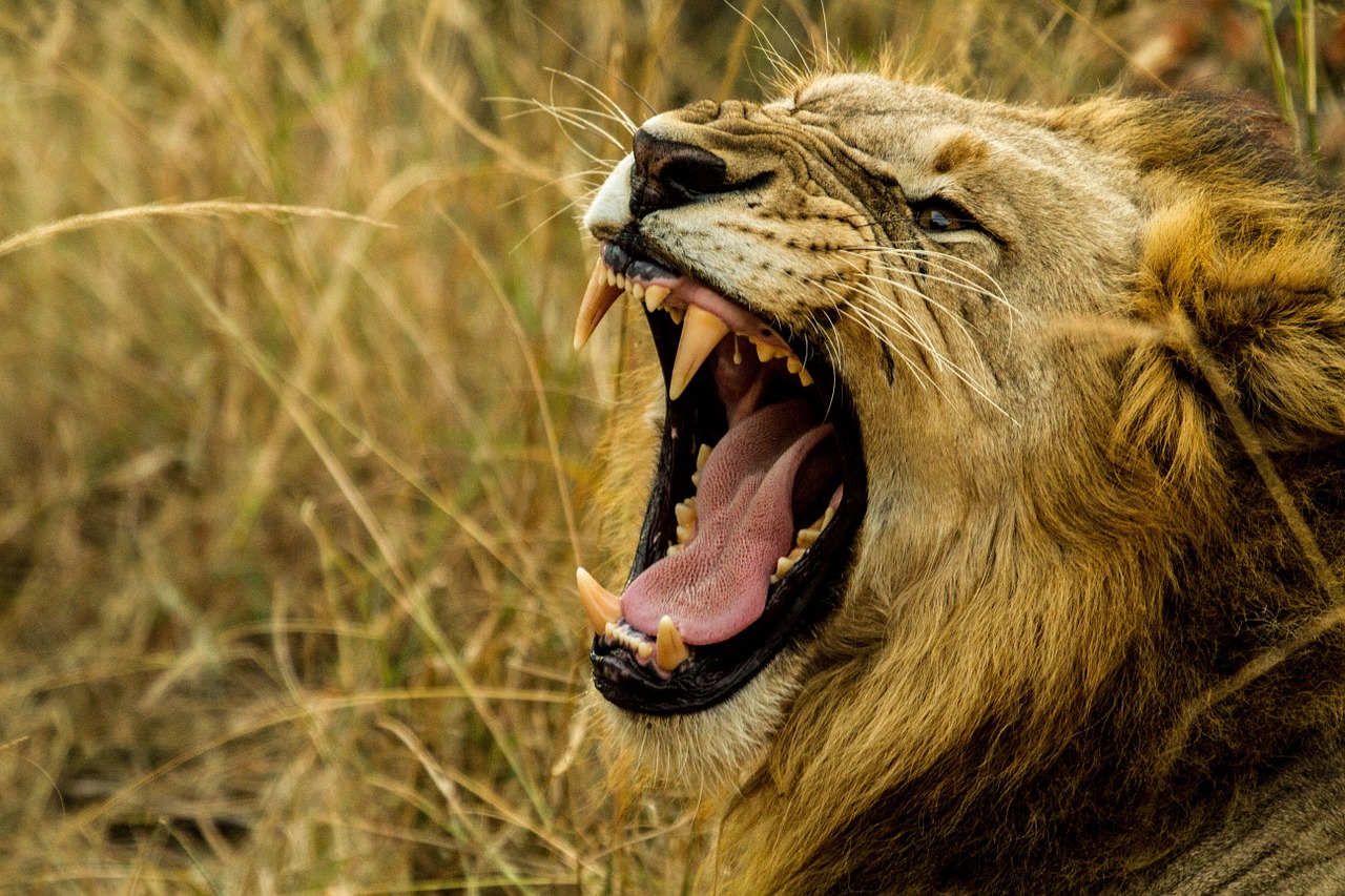 Image - lion roar wildlife africa danger