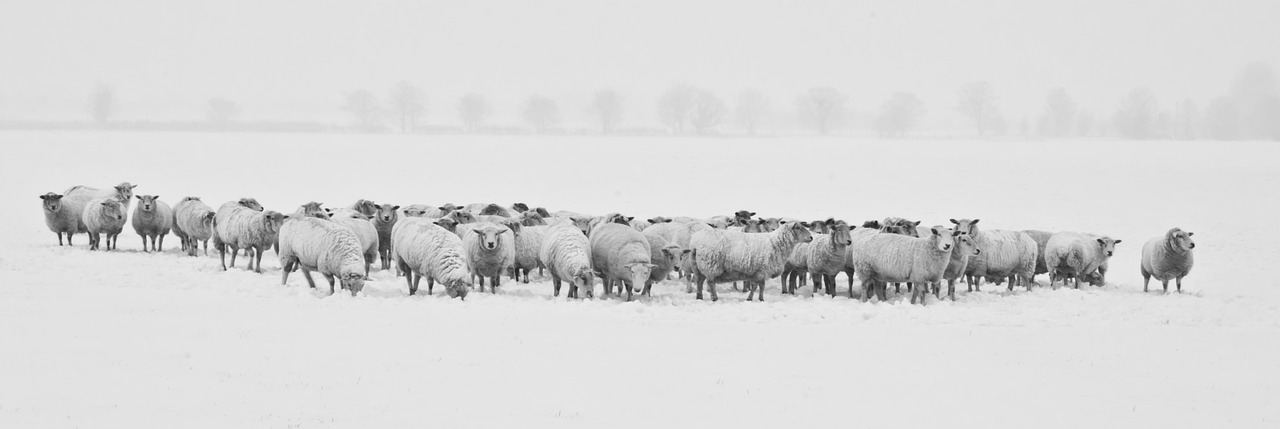 Image - winter snow sheep animals cold