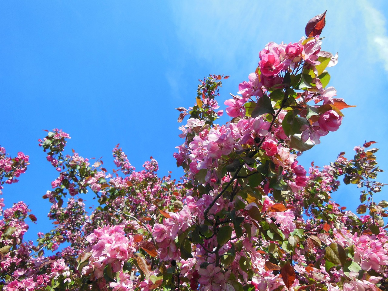 Image - japanese cherry blossom wallpaper